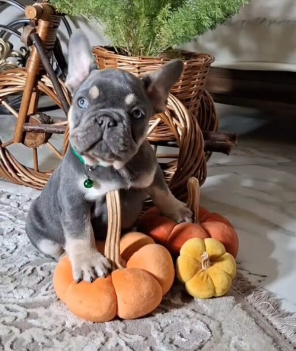 Stoun French Bulldog Stoun French Bulldog