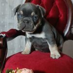 Stoun-male-french-bulldog-puppy-for-sale-1 (1)