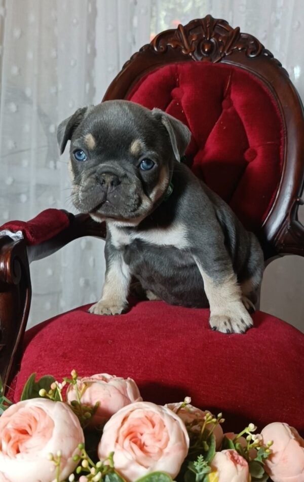 Stoun French Bulldog Stoun French Bulldog