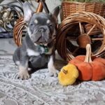 Stoun-male-french-bulldog-puppy-for-sale-1 (2)