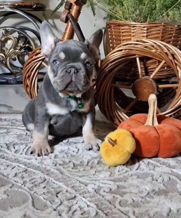 Stoun French Bulldog Stoun French Bulldog