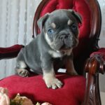 Stoun-male-french-bulldog-puppy-for-sale-1 (2)