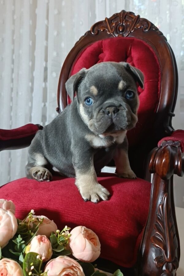 Stoun French Bulldog Stoun French Bulldog