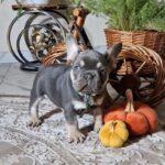 Stoun-male-french-bulldog-puppy-for-sale-1 (3)