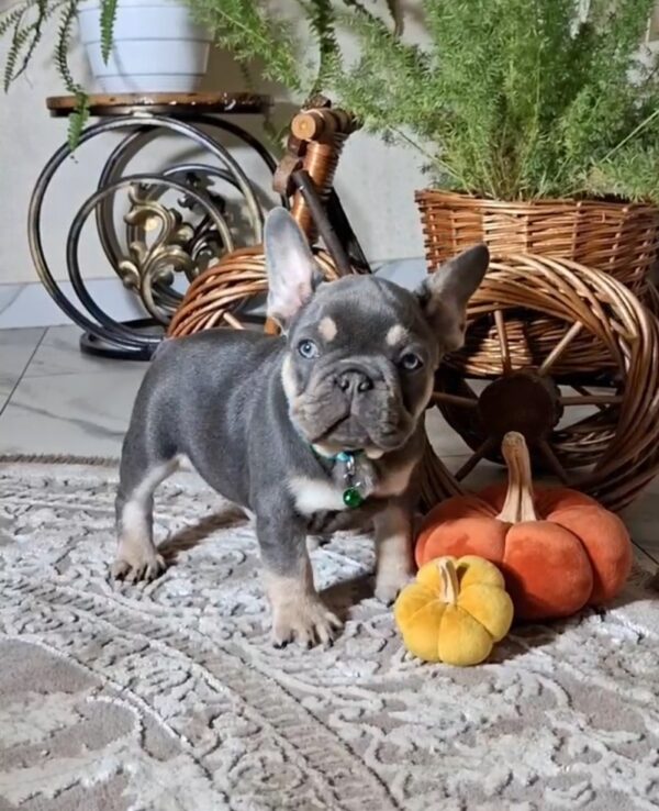 Stoun French Bulldog Stoun French Bulldog