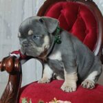 Stoun-male-french-bulldog-puppy-for-sale-1 (3)