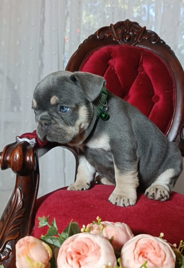 Stoun French Bulldog Stoun French Bulldog