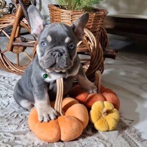 Stoun French Bulldog Stoun French Bulldog
