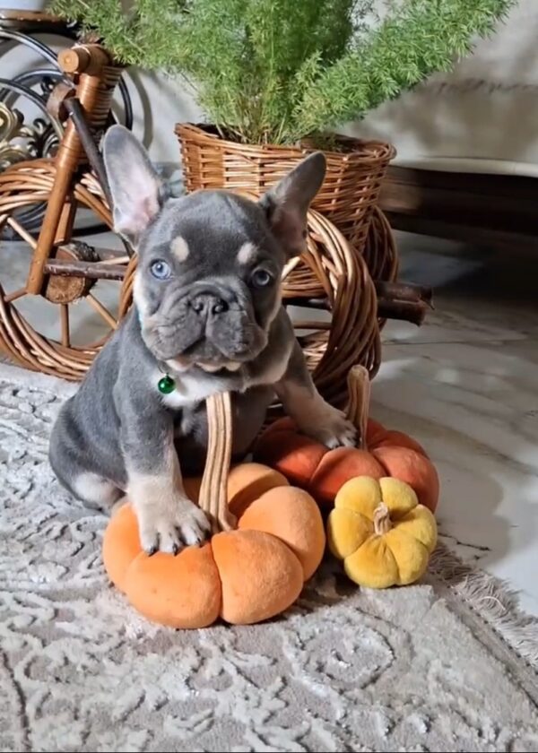 Stoun French Bulldog Stoun French Bulldog