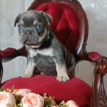 Stoun-male-french-bulldog-puppy-for-sale-1 (4)