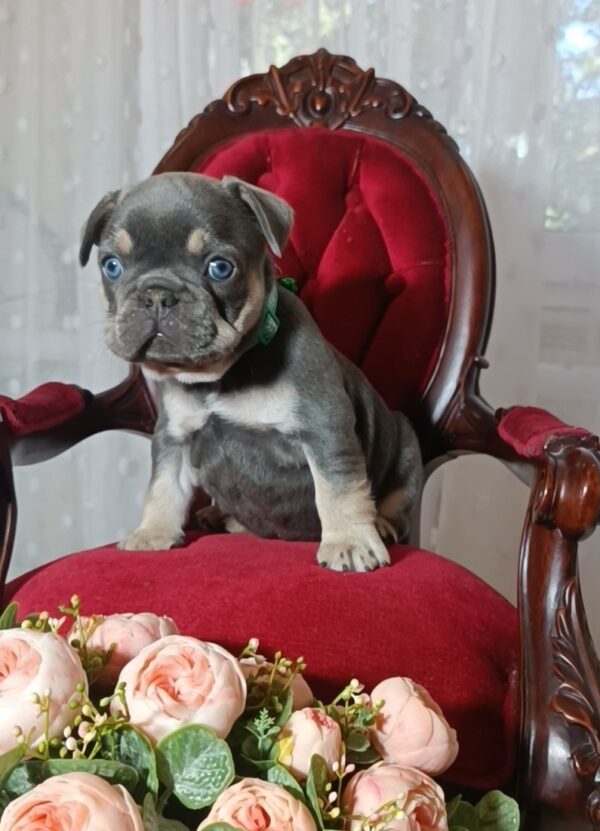 Stoun French Bulldog Stoun French Bulldog