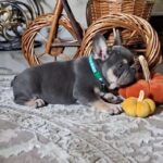 Stoun-male-french-bulldog-puppy-for-sale-1 (5)