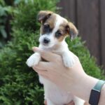 Style-female-JRT-puppy-for-sale-1