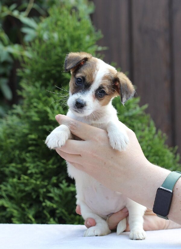 Style Jack Russell Terrier Style Jack Russell Terrier