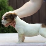 Style-female-JRT-puppy-for-sale-2