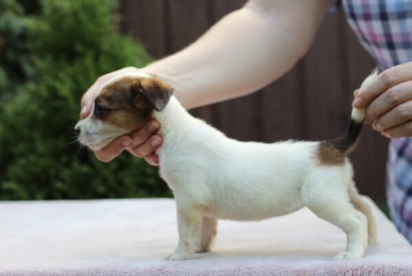 Style Jack Russell Terrier Style Jack Russell Terrier