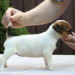 Style-female-JRT-puppy-for-sale-3