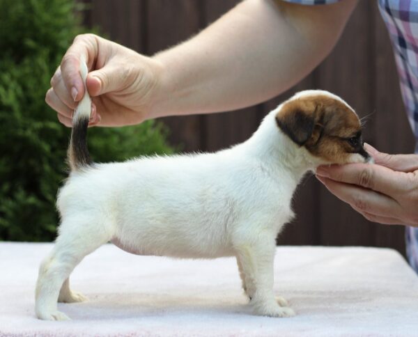 Style Jack Russell Terrier Style Jack Russell Terrier