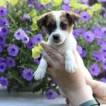 Style-female-JRT-puppy-for-sale-4