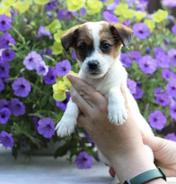 Style Jack Russell Terrier Style Jack Russell Terrier