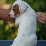Tapo-male-Jack-Russell-Terrier-puppy-for-sale-1Tapo-male-Jack-Russell-Terrier-puppy-for-sale-1 (1)