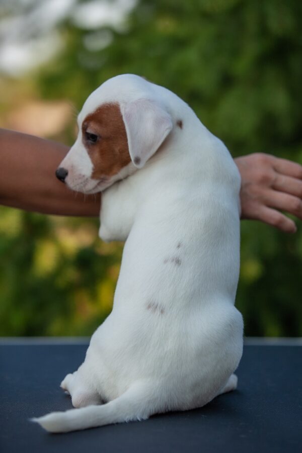 Tapo Jack Russell Terrier Tapo Jack Russell Terrier