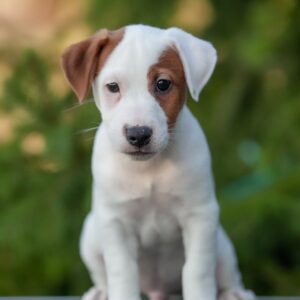 Tapo Jack Russell Terrier Tapo Jack Russell Terrier