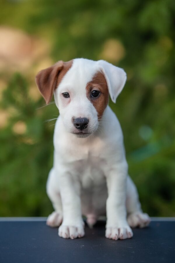 Tapo Jack Russell Terrier Tapo Jack Russell Terrier