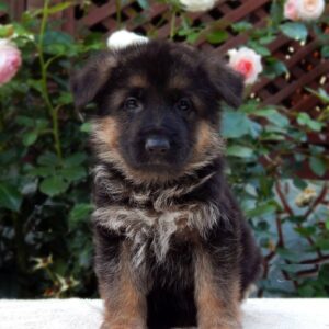 Tara German Shepherd Tara German Shepherd