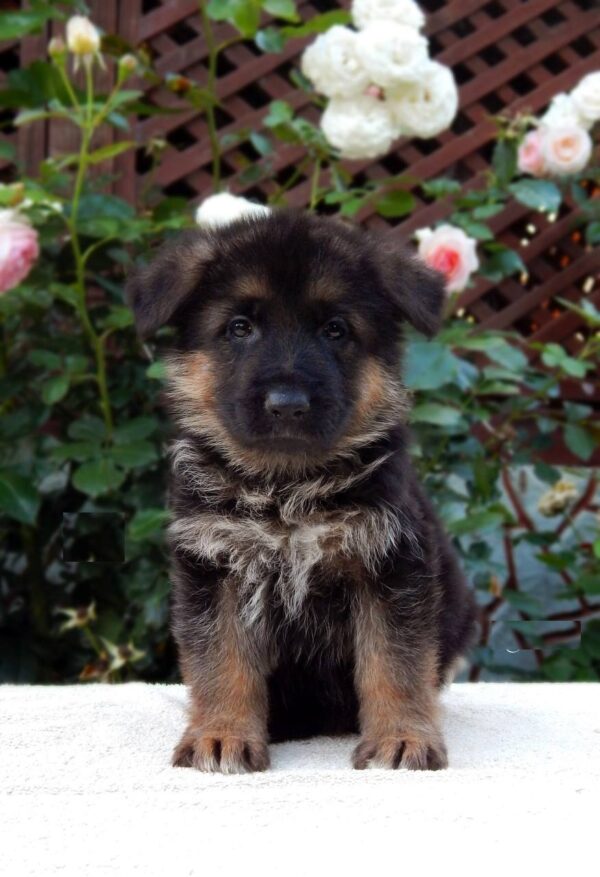 Tara German Shepherd Tara German Shepherd