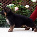 Tara-female-German-shepherd-puppy-for-sale-1 (2)