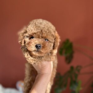 Termeri Maltipoo Termeri Maltipoo