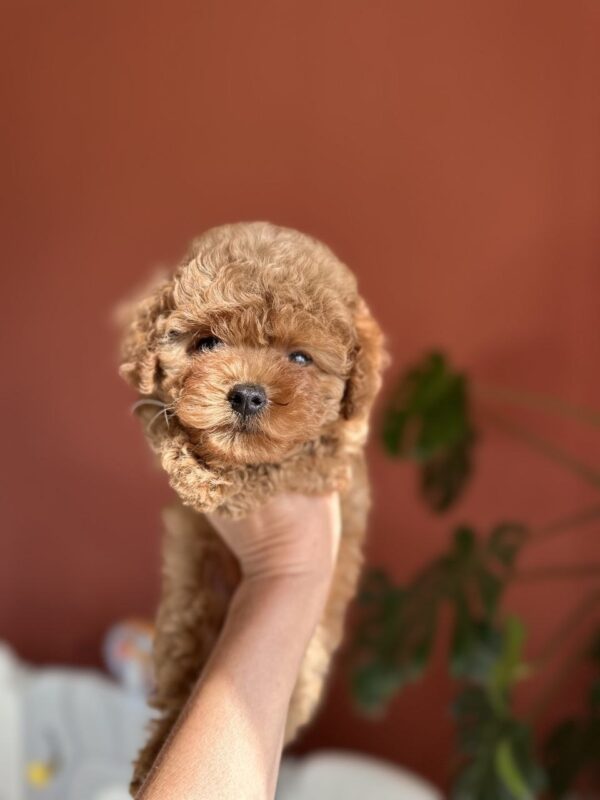 Termeri Maltipoo Termeri Maltipoo