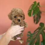 Termeri-female-maltipoo-puppy-for-sale-1 (2)