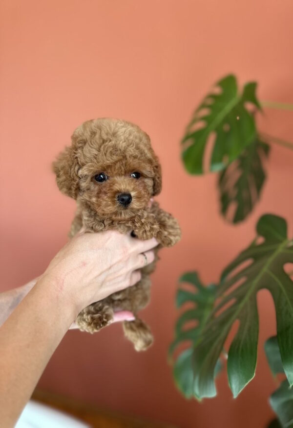 Termeri Maltipoo Termeri Maltipoo