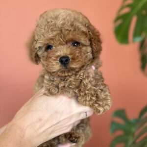 Termeri Maltipoo Termeri Maltipoo