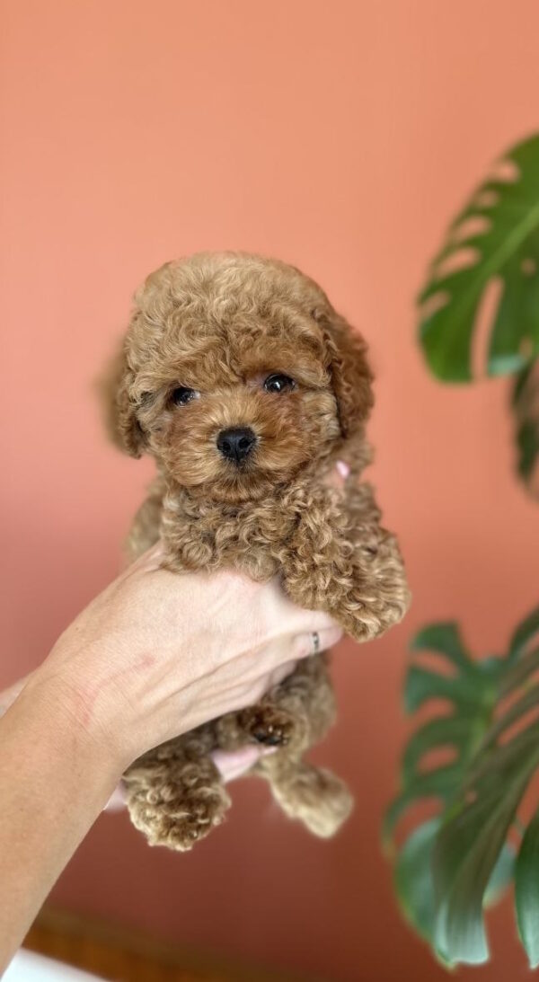 Termeri Maltipoo Termeri Maltipoo