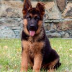 Tibor-male-German-shepherd-puppy-for-sale-1 (1)
