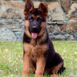Tibor German Shepherd Tibor German Shepherd