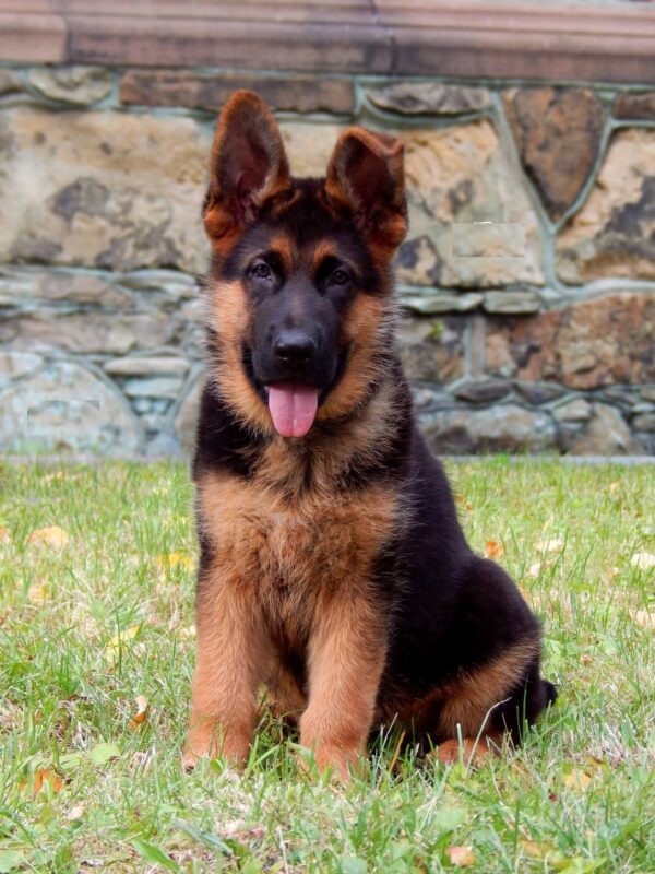 Tibor German Shepherd Tibor German Shepherd
