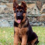 Tibor-male-German-shepherd-puppy-for-sale-1 (2)