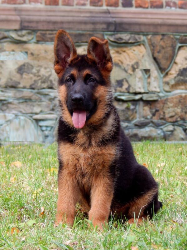 Tibor German Shepherd Tibor German Shepherd