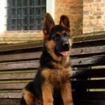 Tibor-male-German-shepherd-puppy-for-sale-1 (3)