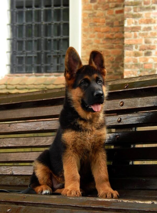 Tibor German Shepherd Tibor German Shepherd