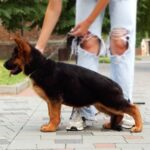 Tibor-male-German-shepherd-puppy-for-sale-1 (4)