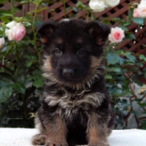 Tita German Shepherd Tita German Shepherd