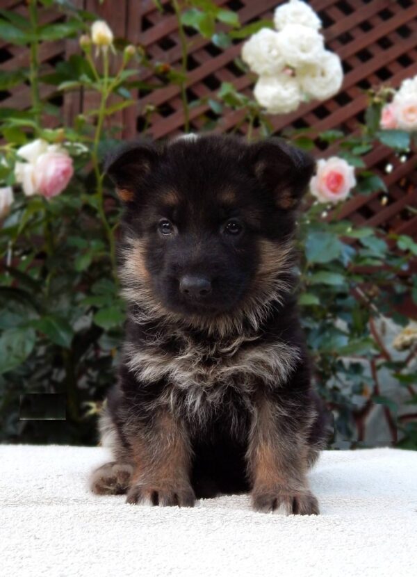 Tita German Shepherd Tita German Shepherd