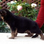 Tita-female-German-shepherd-puppy-for-sale-1 (2)