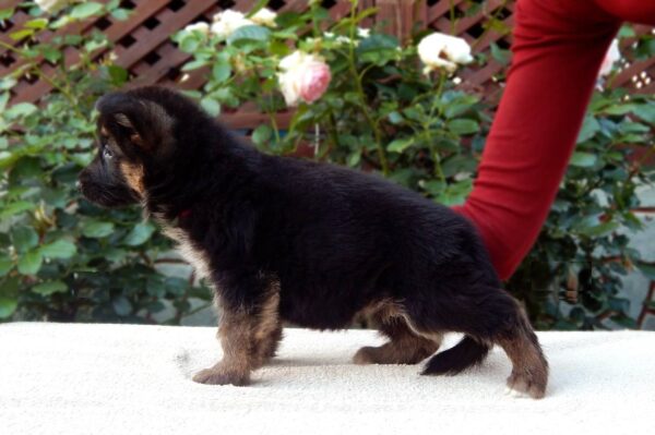 Tita German Shepherd Tita German Shepherd