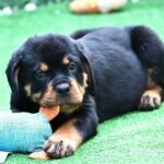 Trembi-female-Rottweiler-puppy-for-sale-1